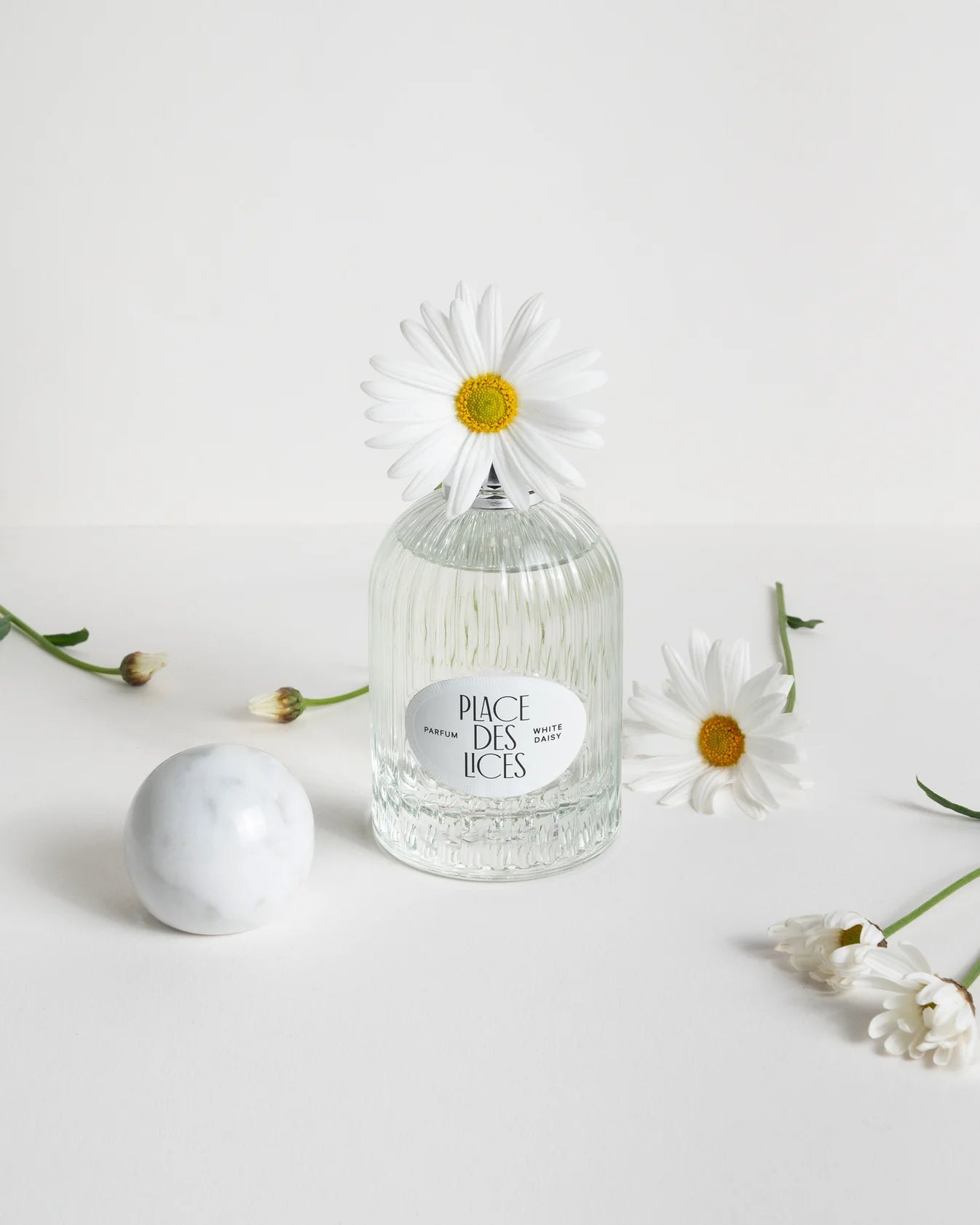 White Daisy